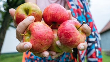 Eine Frau hat einige im Garten gepfückte Äpfel in der Hand und bietet sie an. | Bild: mauritius images / Westend61 / Ekaterina Yakunina