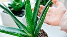 Aloe vera-Pfalnze und Hand | Bild: mauritius images / Irina Brester / Alamy / Alamy Stock Photos