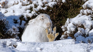 Ein Alpenschneehase bei der Pfoten-Pflege | Bild: mauritius images / Alimdi / Arterra / Sven-Erik Arndt / imageBROKER