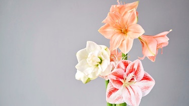 Eine weiße, eine hellrosa farbene und eine rötliche Amaryllis Staude stehen vor einem grauen Hintergrund. | Bild: mauritius images / Konstantin Malkov / Alamy / Alamy Stock Photos