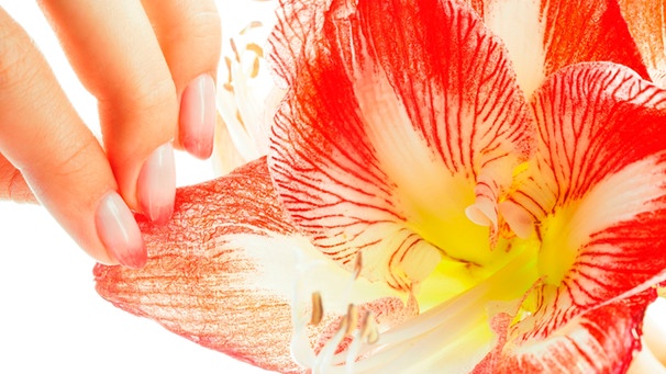 Amaryllis | Bild: mauritius images / Iuliia Iun / Alamy / Alamy Stock Photos