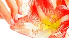 Amaryllis | Bild: mauritius images / Iuliia Iun / Alamy / Alamy Stock Photos