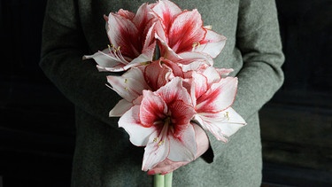 Eine Frau hält einige tolle Amaryllis  | Bild: dpa-Bildfunk