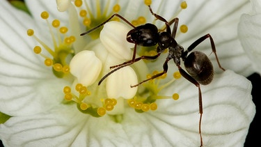 Ameise auf der Blüte eines Sumpf-Herzblatts | Bild: mauritius images / Blickwinkel / Alamy / Alamy Stock Photos