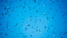 Fliegende Ameisen vor blauem Himmel | Bild: mauritius images / Dragomir Radovanovic / Alamy / Alamy Stock Photos