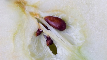 Nahaufnahme eines Apfel-Kerngehäuses | Bild: mauritius images / Pitopia / Bernd Kröger