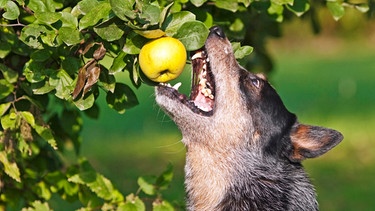 Australian Cattle Dog schnappt nach einem Apfel am Baum | Bild: mauritius images / Diana Düpmann / imageBROKER