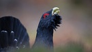 Balzender Auerhahn | Bild: mauritius images