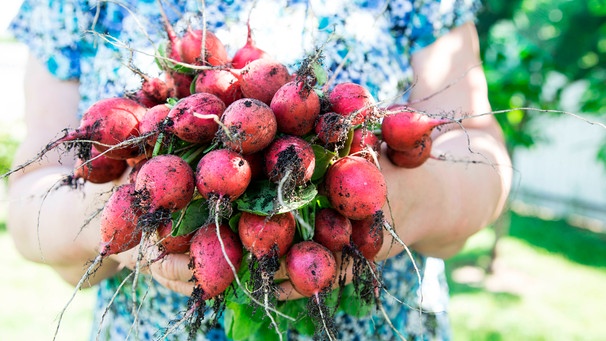 Eine Frau hält frisch geerntete Radieschen in der Hand | Bild: mauritius images / Ivanna Pavliuk / Alamy / Alamy Stock Photos