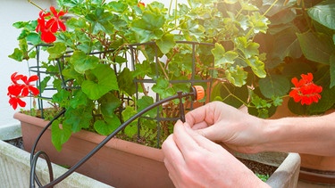Hand fixiert ein Bewässerungssystem bei Balkonpflanzen | Bild: mauritius images / Alessandro Mascheroni / Alamy / Alamy Stock Photos