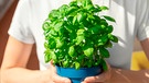 Eine Basilikum-Pflanze im Topf in der Sonne | Bild: mauritius images / Kyryl Gorlov / Alamy / Alamy Stock Photos