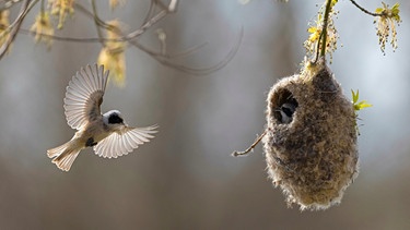 Beutelmeise fliegt ihr kunstvolles Nest an, für das sie auch Pappelschnee verwendet | Bild: mauritius images