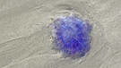 Blaue Nesselqualle am Strand von Norderney | Bild: mauritius images / Frederik / imageBROKER