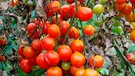 Braunfäule bei Tomaten | Bild: mauritius images / LianeM / Alamy / Alamy Stock Photos