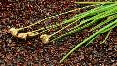 Samen der Pflanze Plantago ovata - Indische Flohsamen | Bild: mauritius images / Sunny Celeste / imageBROKER