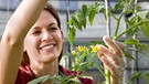 Frau kümmert sich um eine Tomatenpflanze | Bild: mauritius images / Image Source