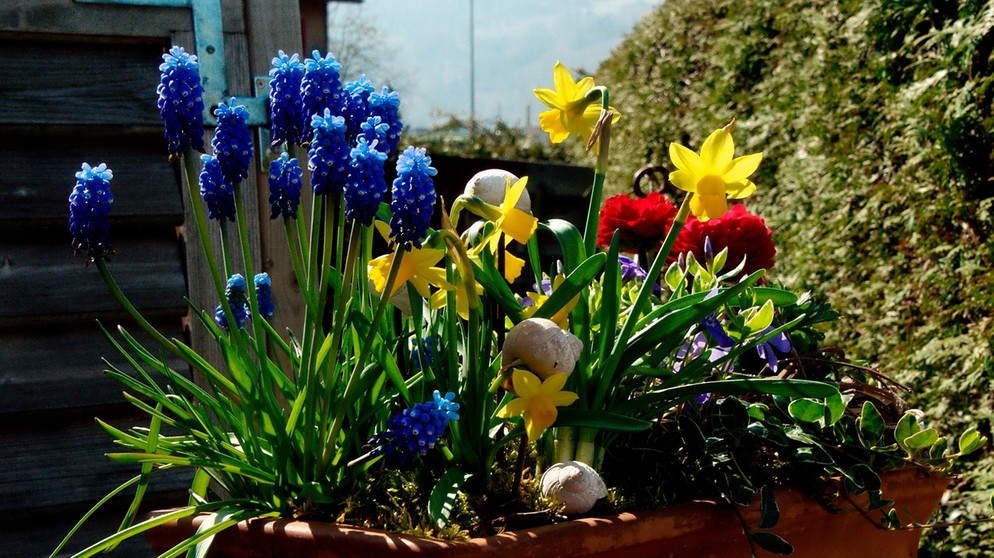 Blumenzwiebeln Topf Schichten: Im Herbst Vorbereiten: Frühjahrsblüher ...