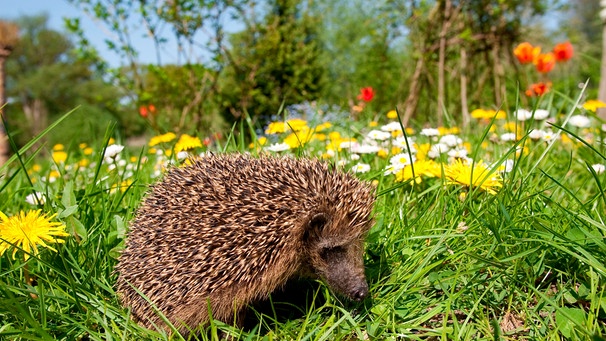 Igel umgeben von Frühlingsblumen | Bild: mauritius images / Blickwinkel / Alamy / Alamy Stock Photos