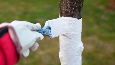 Baum wird gekalkt | Bild: mauritius images / MoonWolf / Alamy / Alamy Stock Photos