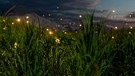 Glühwürmchen | Bild: mauritius images / Jian Fan / Alamy / Alamy Stock Photos