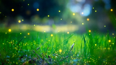 Glühwürmchen über Rasen | Bild: mauritius images / Nataly Turjeman / Alamy / Alamy Stock Photos
