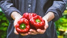 Mann hält drei rote Gemüse-Paprikaschoten in den Händen | Bild: mauritius images / Mythja / Alamy / Alamy Stock Photos