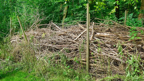 Schnittgut-Hecke | Bild: mauritius images / Blickwinkel / Alamy / Alamy Stock Photos