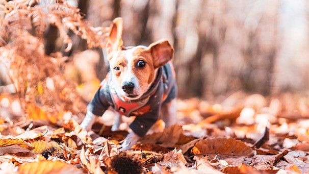 Hund spielt im Laub | Bild: mauritius images / EyeEm / Johanna Miettinen