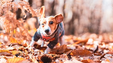 Hund spielt im Laub | Bild: mauritius images / EyeEm / Johanna Miettinen