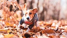 Hund spielt im Laub | Bild: mauritius images / EyeEm / Johanna Miettinen