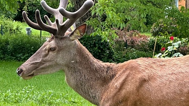 Hirsch Maxl in einem Garten in Straßham, einem Ortsteil von Forstern im Landkreis Erding | Bild: privat