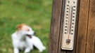 Hohe Temperaturen im Sommer, ein Thermometer an einem Holzpfahl, im Hintergrund ein hechelnder Hund | Bild: mauritius images/Pitopia/Judith Dzierzawa