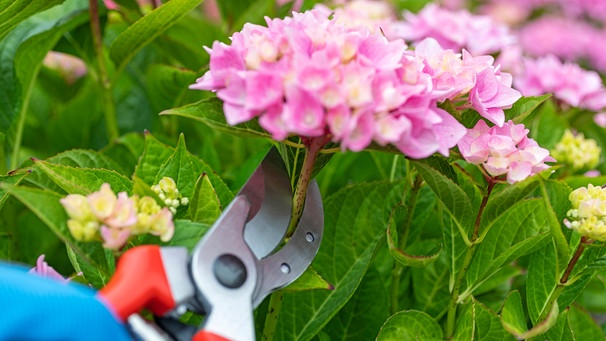 Mit einer Gartenschere wird eine Hortensienblüte abgeschnitten | Bild: mauritius images / Manfred Habel