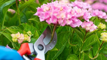 Mit einer Gartenschere wird eine Hortensienblüte abgeschnitten | Bild: mauritius images / Manfred Habel