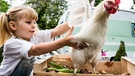 Warnwesten für Hühner: Warnwesten für Hühner auf Zwetschgenjagd, Bayern 1, Radio