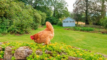 Ein Huhn läuft über ein Beet in einem großen Garten | Bild: mauritius images / Nick Beer / Alamy / Alamy Stock Photos