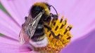 Eine Erdhummel macht in einer Cosmea-Blüte eine Pause | Bild: mauritius images / Westend61 / hollyfotoflash