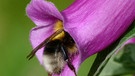 Helle Erdhummel liegt in einer Fingerhut-Blüte | Bild: mauritius images / Gianpiero Ferrari/FLPA / imageBROKER