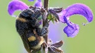 Hummel mit Morgentau bedeckt hängt an einer Pflanze | Bild: mauritius images / R. Hunold