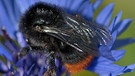 Steinhummel ruht auf einer Kornblume aus | Bild: mauritius images / Helmut Meyer zur Capellen / imageBROKER