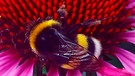 Eine Erdhummel macht eine Pause auf einem Purpursonnenhut | Bild: mauritius images / EyeEm / Rita Zerner