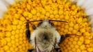 Hummel schläft auf einem Gänseblümchen | Bild: mauritius images / Diane Diederich / Stockimo / Alamy / Alamy Stock Fotos