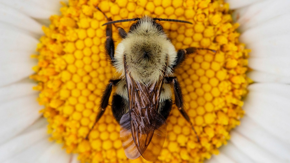 Hummel schläft auf einem Gänseblümchen | Bild: mauritius images / Diane Diederich / Stockimo / Alamy / Alamy Stock Fotos