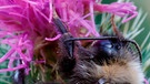 Eine Hummel schläft an einer Distel | Bild: mauritius images / Edgar G. Biehle / Alamy / Alamy Stock Fotos