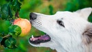 Ein weißer Schäferhund pflückt sich einen Apfel von einem Ast | Bild: mauritius images / Zanna Pesnina / Alamy / Alamy Stock Photos