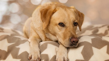 Labrador Retriever Welpe liegt auf einer Decke | Bild: mauritius images / Judith Kiener