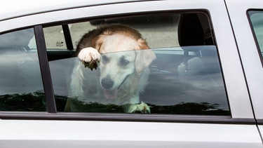 Hund leidet bei Hitze im Ato | Bild: mauritius images / Peter Devlin / Alamy / Alamy Stock Fotos