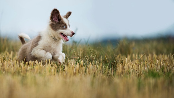 Border Collie Welpe rennt über eine Wiese. | Bild: mauritius images / Pitopia / Judith Dzierzawa