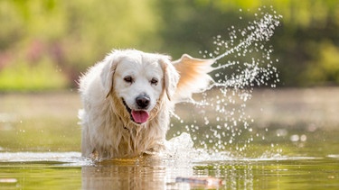 Hund steht in einem See | Bild: mauritius images / Ian McGlasham / Alamy / Alamy Stock Photos