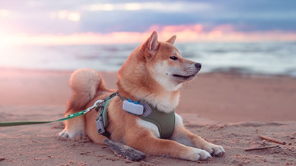 Ein Shiba Inu liegt an einem Strand mit einem GPS-Tracker am Halsband | Bild: mauritius images / Julija Kumpinovica / Alamy / Alamy Stock Photos